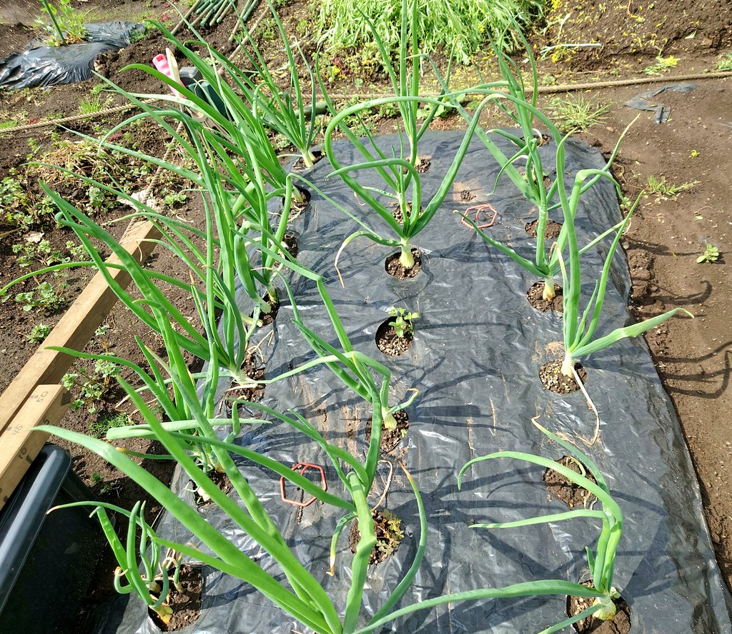 TAMA@家庭菜園･野菜栽培 tweet media