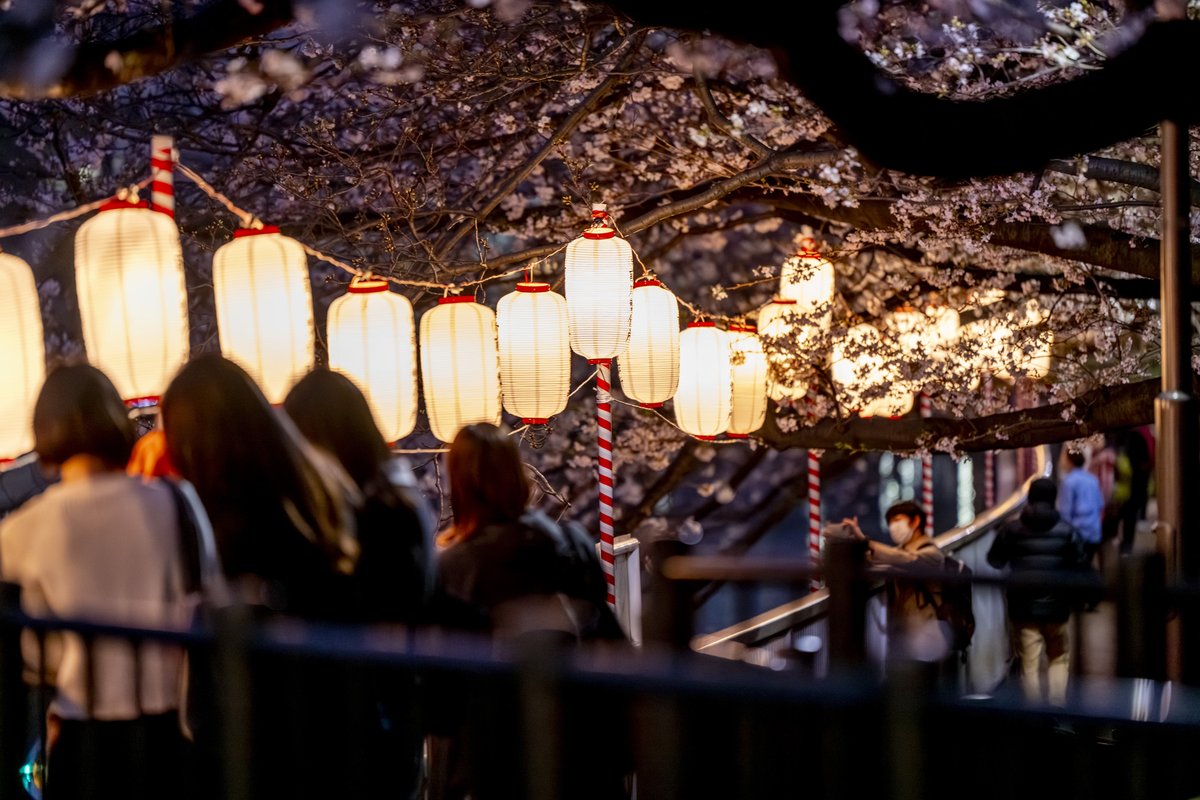 お江戸深川さくらまつり公式【江東区/門前仲町-清澄白河-森下】 tweet media