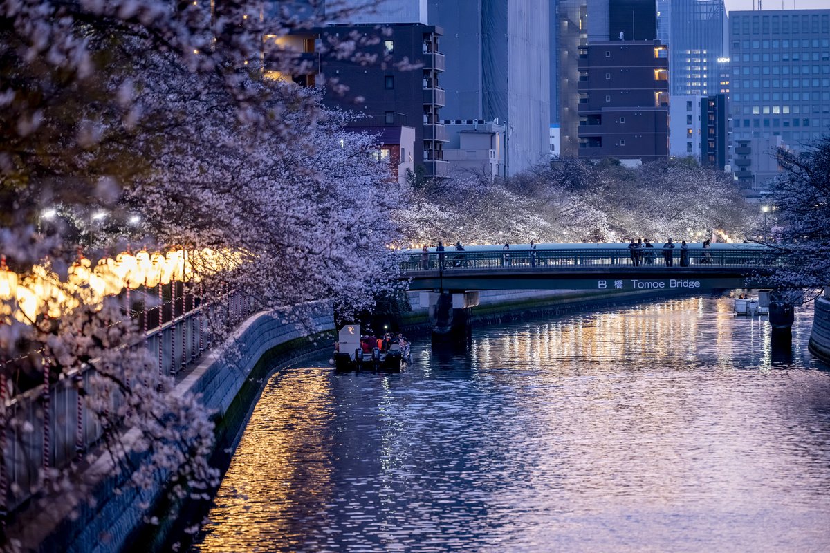 お江戸深川さくらまつり公式【江東区/門前仲町-清澄白河-森下】 tweet media