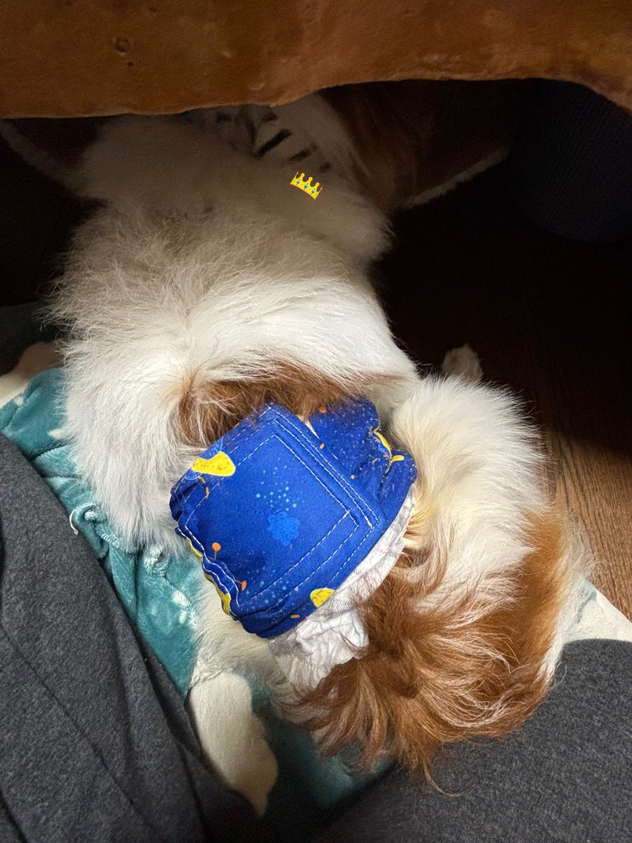 よもぎ🐶の飼い主 tweet media