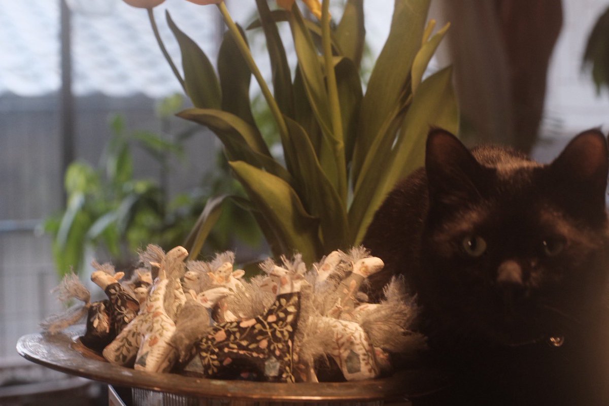 ゴトウイズミ tweet media