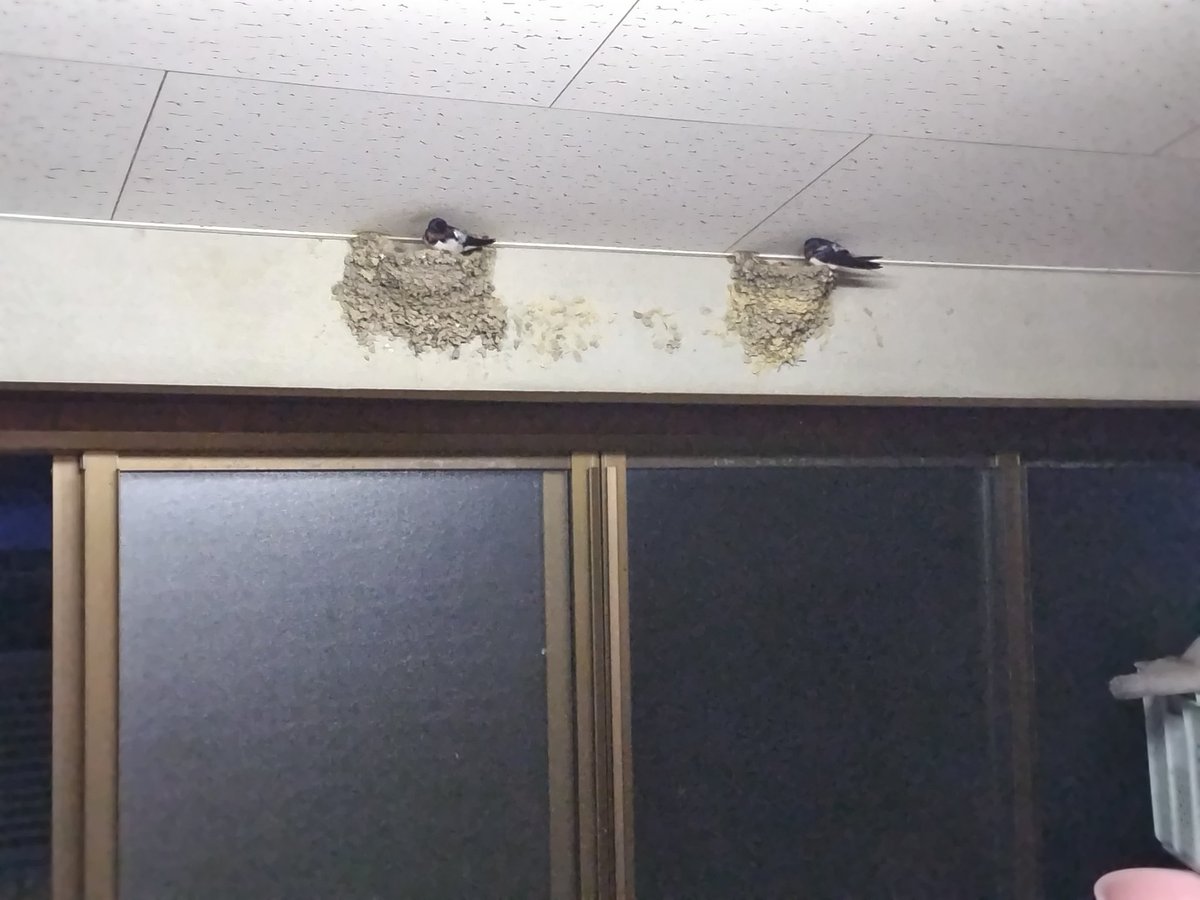 samuraidrive tweet media