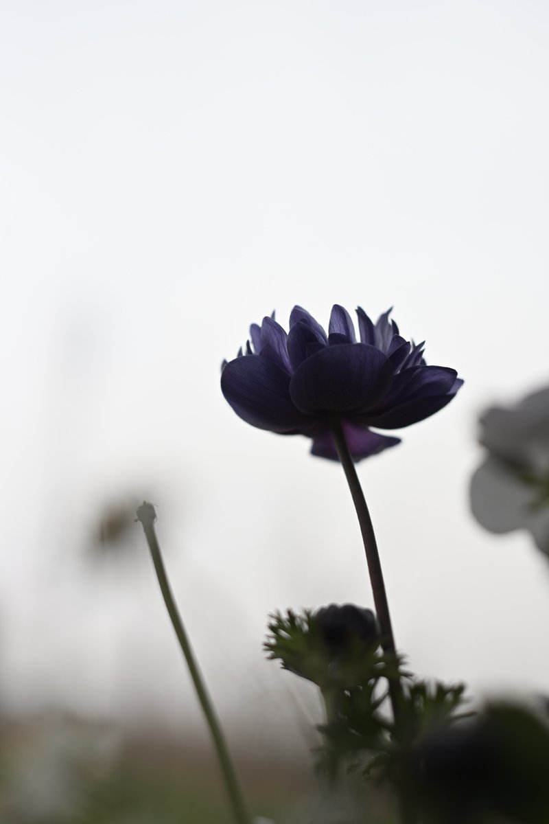 しょう tweet media