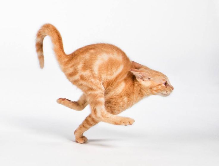 michelle tweet media