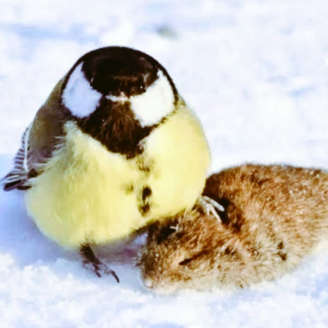 The great tit of shedtwt| forced recovery tweet media