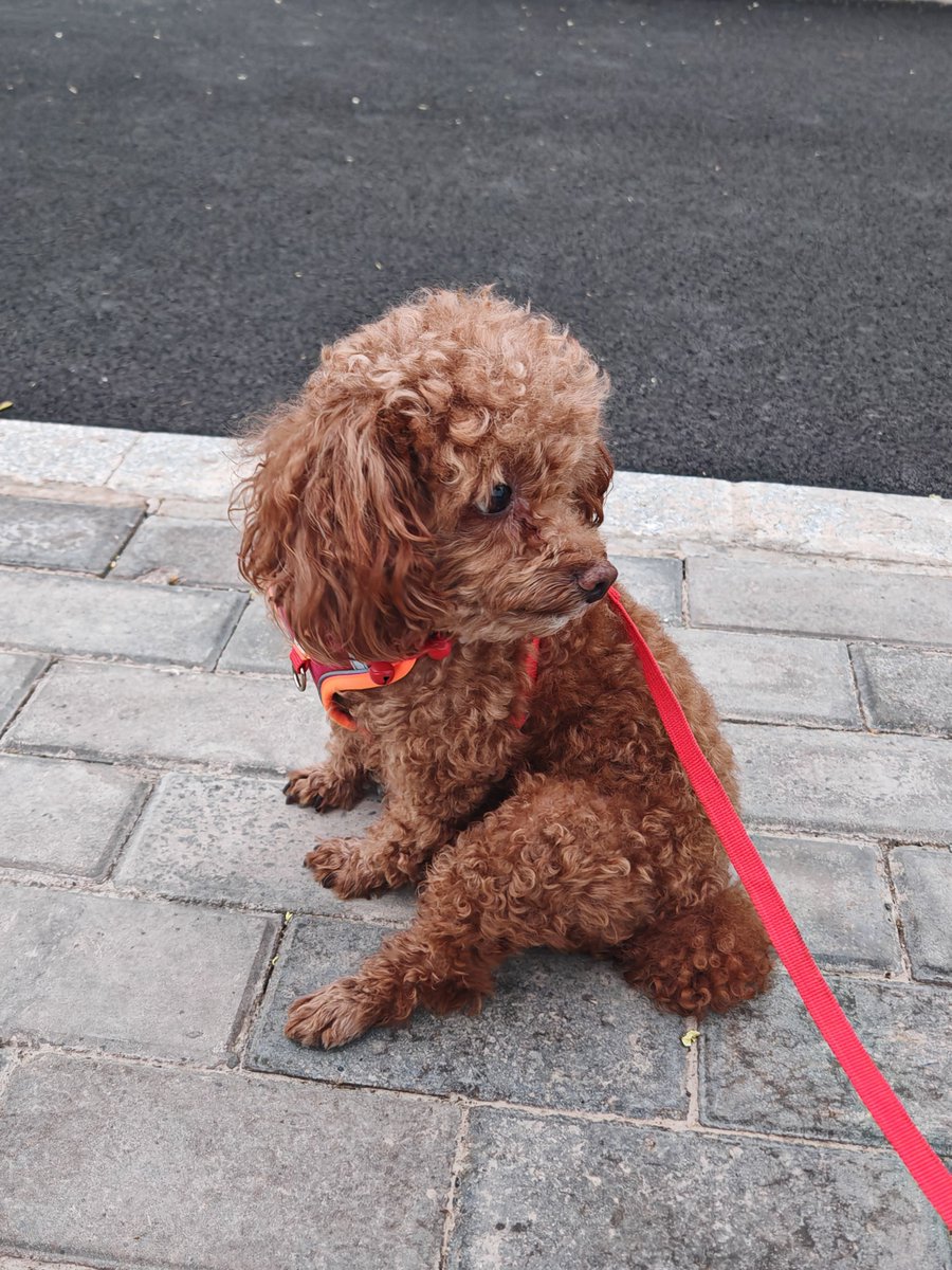 Abdo Otiba tweet media