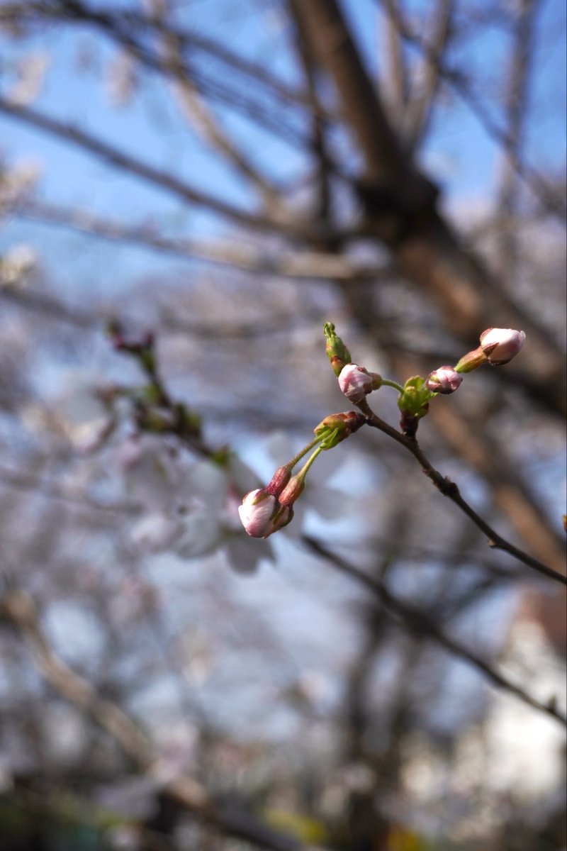 Mi_CosAccount's tweet photo. 春の訪れ
#桜 #α6400 https://t.co/RCeF3Aawy3