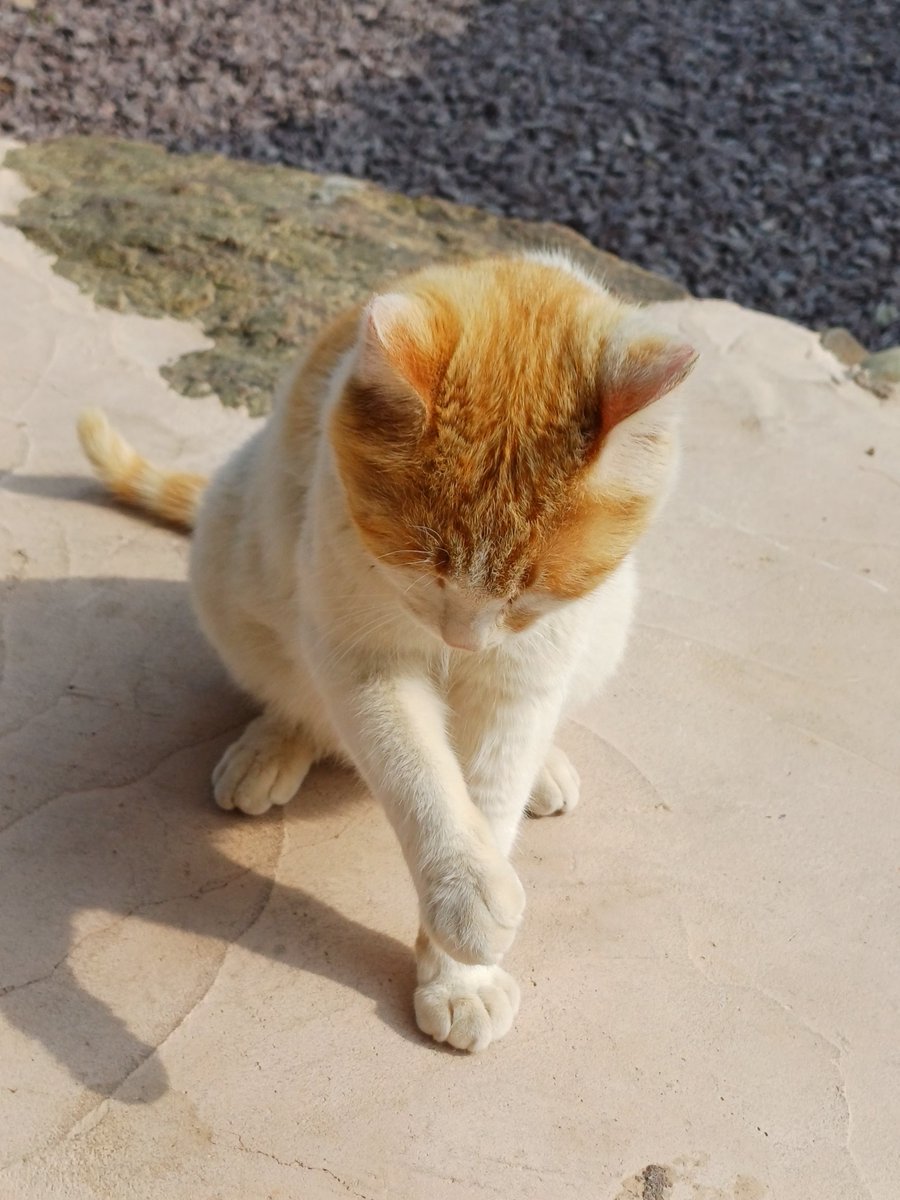 루다삐 tweet media