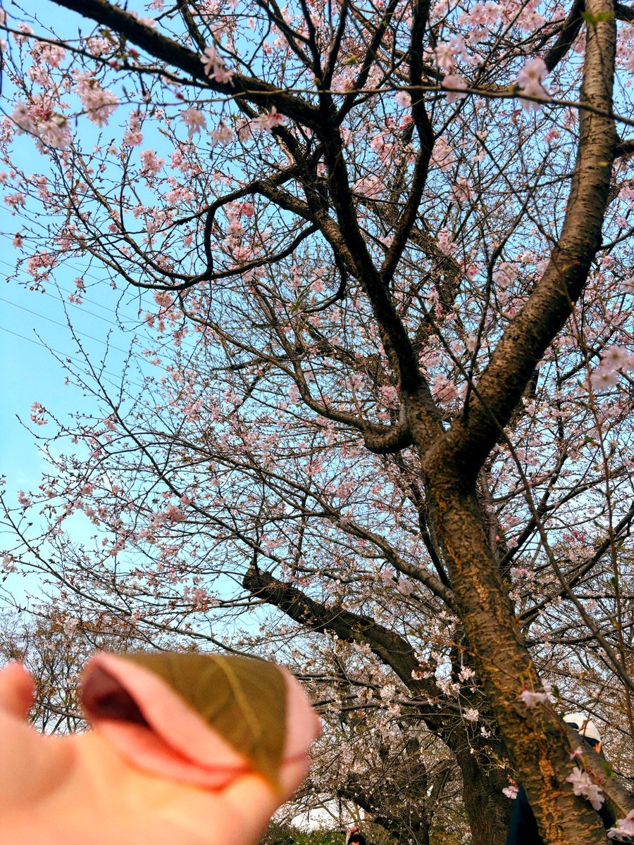 ササキリサ🍙 tweet media