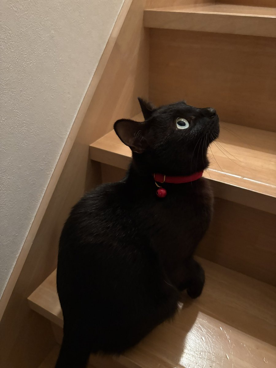 あずき🐾 tweet media