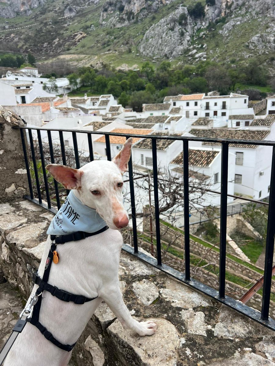 ArcaCordoba's tweet photo. BIANCA

"Fui recogida solita, buscando una mano amiga, y por suerte la encontré. Desde entonces me encuentro esperando mi hogar, ahora en acogida. Soy pura alegría y energía, adoro corretear y buscar a los humanos en busca de mimos."  

🖇️: https://t.co/ZAe6KE1h4T https://t.co/M0XMgOxRx5