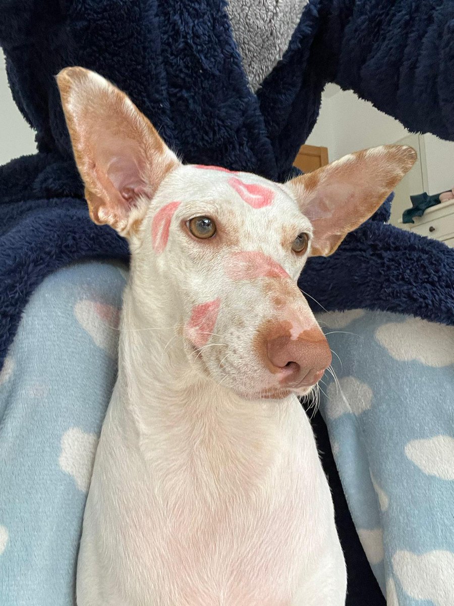 ArcaCordoba's tweet photo. BIANCA

"Fui recogida solita, buscando una mano amiga, y por suerte la encontré. Desde entonces me encuentro esperando mi hogar, ahora en acogida. Soy pura alegría y energía, adoro corretear y buscar a los humanos en busca de mimos."  

🖇️: https://t.co/ZAe6KE1h4T https://t.co/M0XMgOxRx5