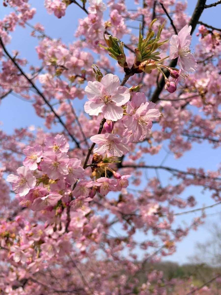 おにく tweet media