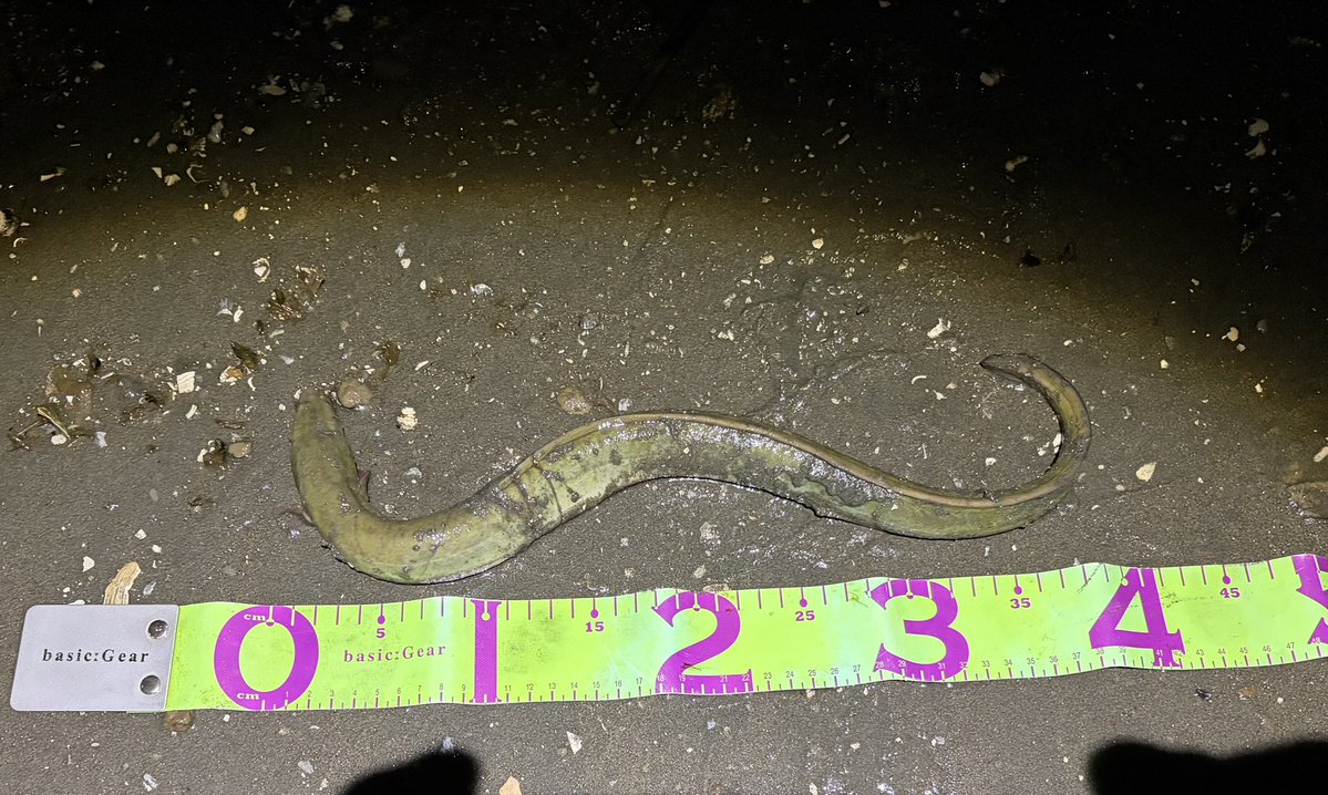 フレンチkankan（管野均保） tweet media