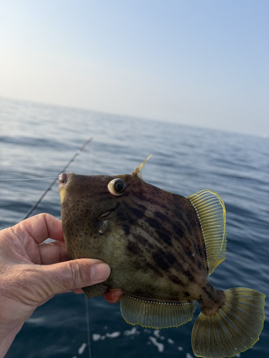 Back2Fishing tweet media