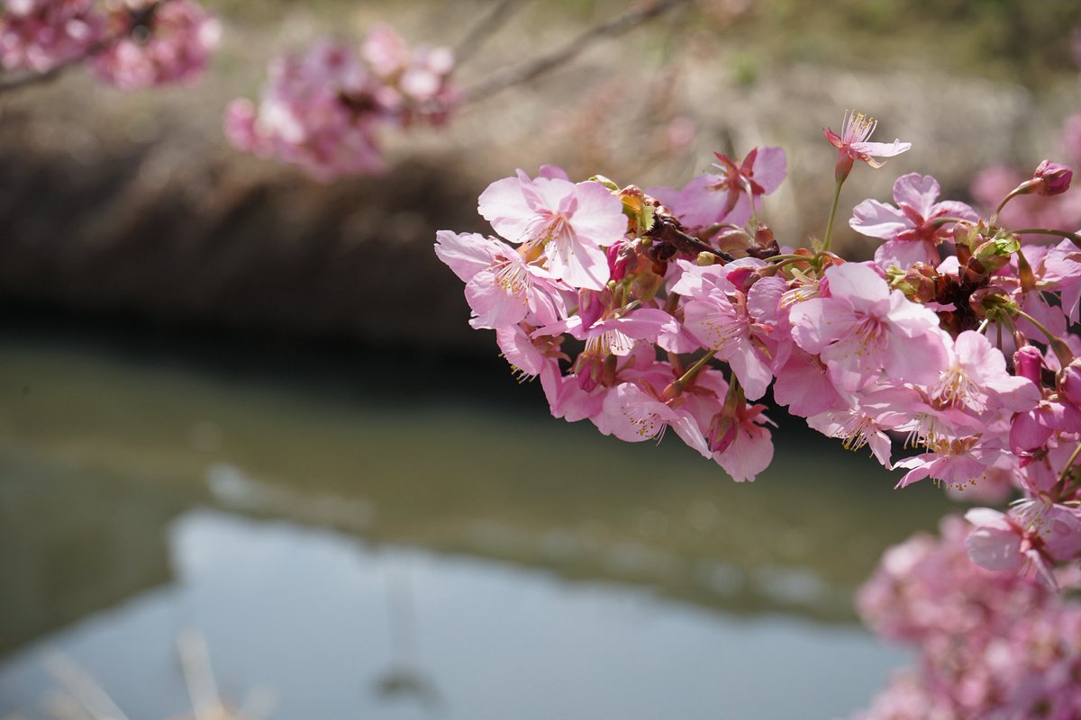 wgsovfv1LyyvxBx's tweet photo. 埼玉県久喜市の青毛堀川沿いの
河津桜
3月1日撮影

東武伊勢崎線の鷲宮駅近く
周辺には鷲宮神社もある
青毛堀川沿いに咲く河津桜

住宅街ですが、少し郊外に行くと
懐かしい日本の里山の長閑な風景が
続いていて広い空が印象的でした
訪れていた人も多かった

#埼玉県
#久喜市
#青毛堀川沿いの河津桜 https://t.co/X3XyNZAMWO