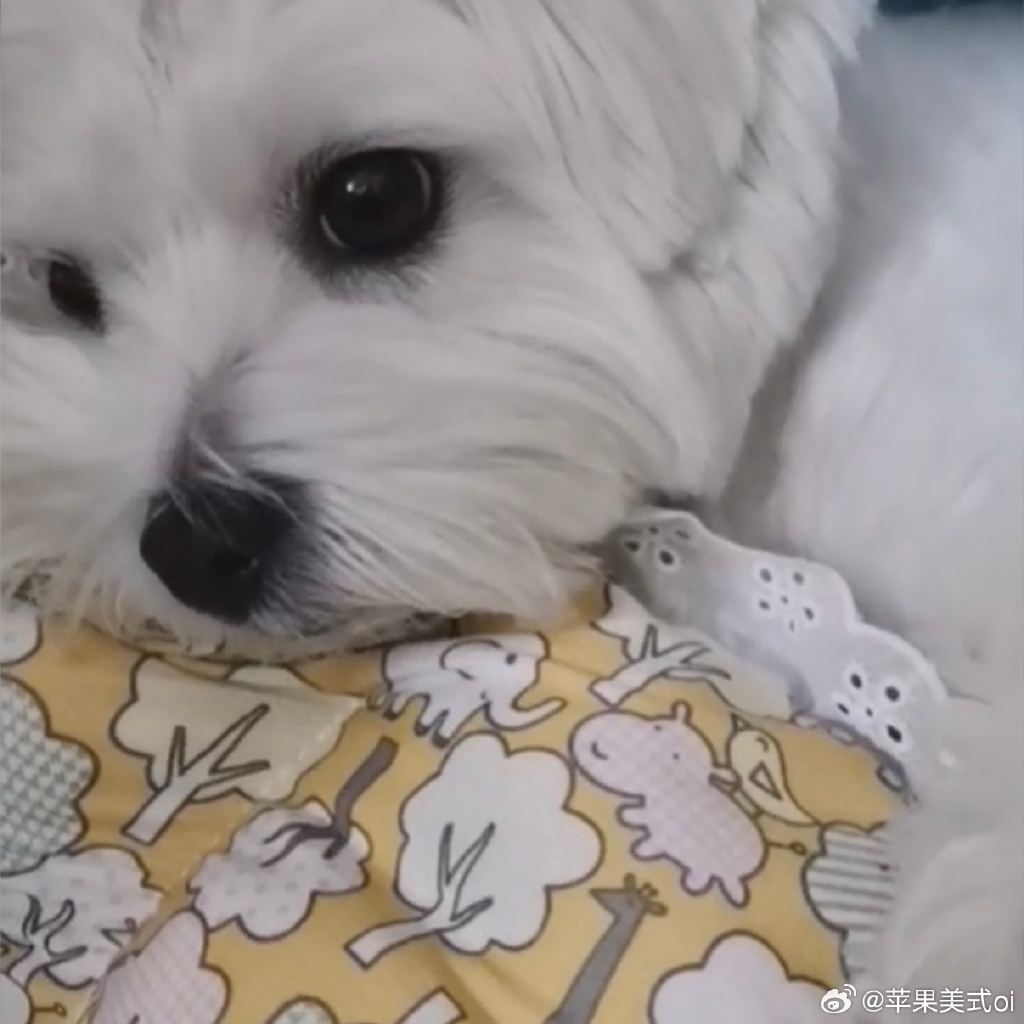 Débinha tweet media