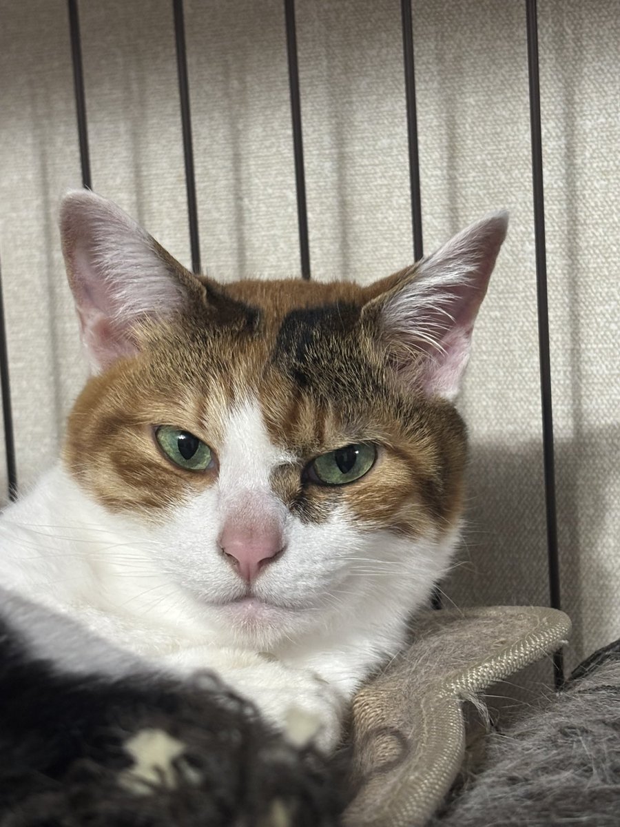 如月あろ tweet media