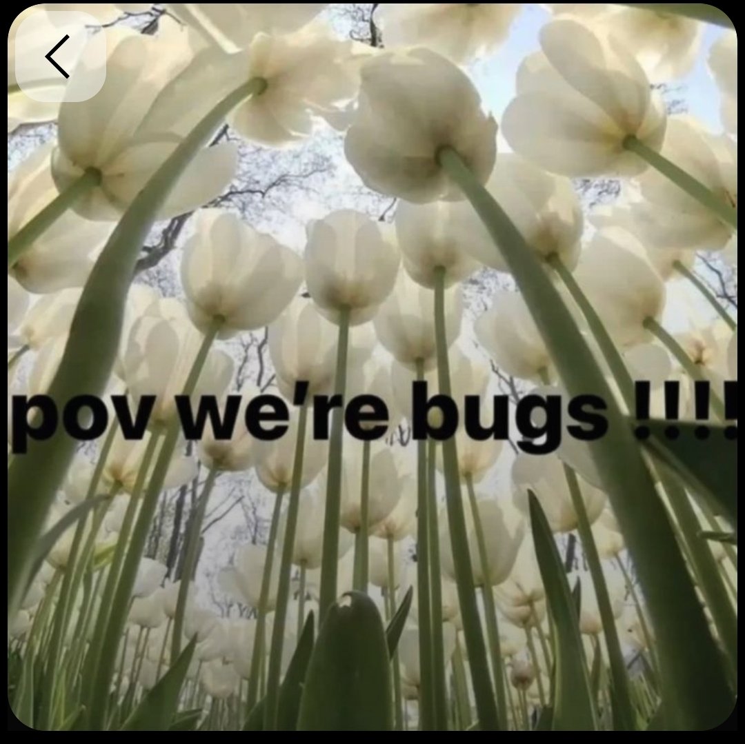 reginald tweet media