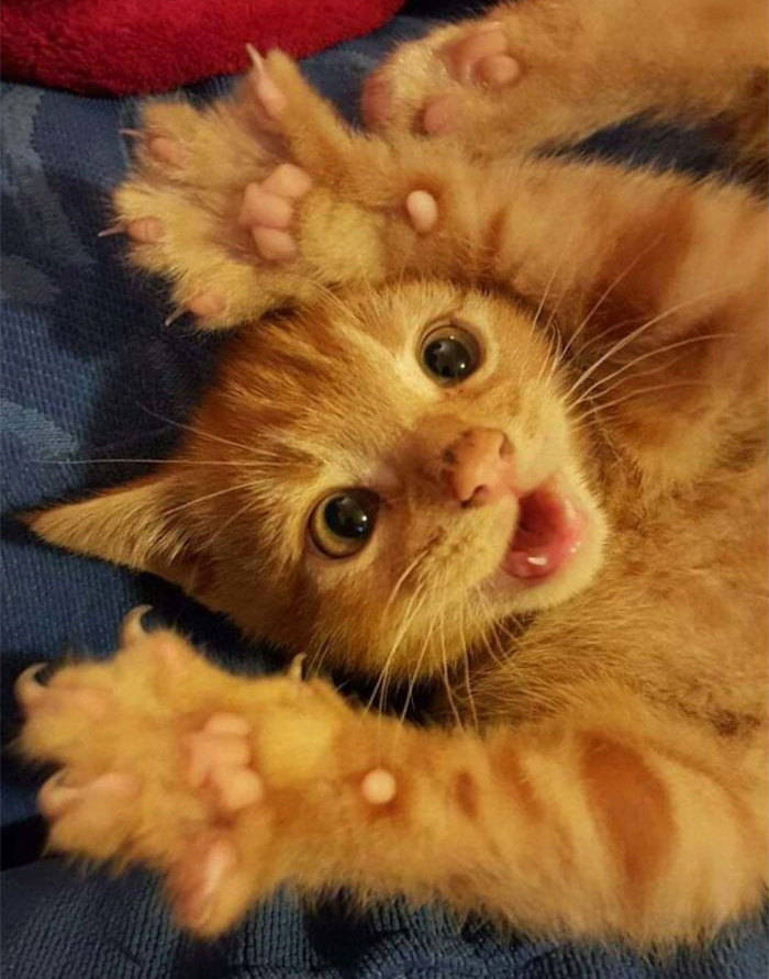 Akintunde Bamidele tweet media