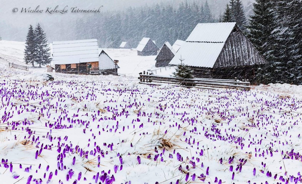 meteoprognoza.pl🇵🇱 tweet media