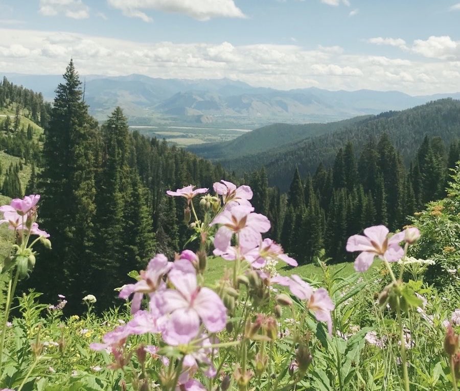 sükûnet ོ tweet media