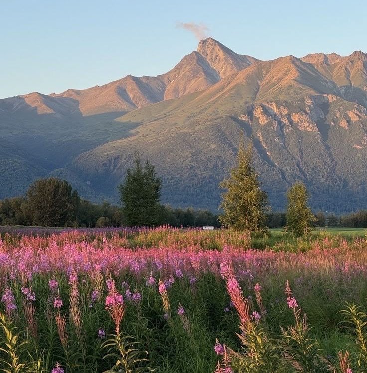 sükûnet ོ tweet media