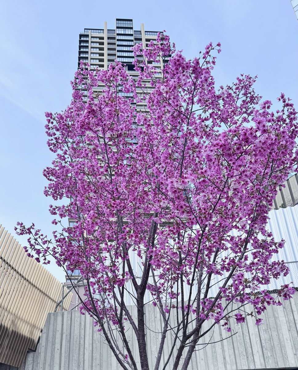 大工のKimura tweet media