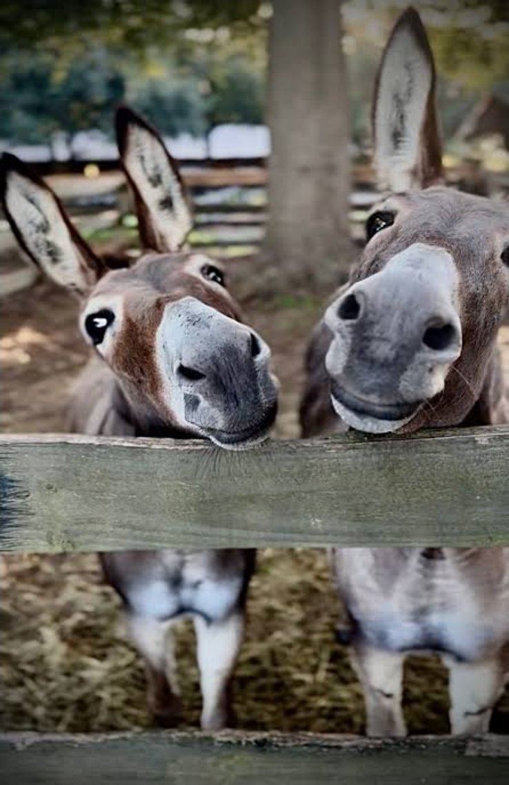 ARNOB MONDAL tweet media