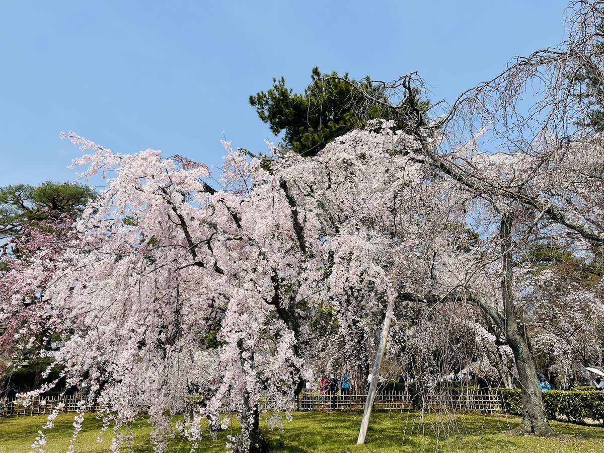 mataichi tweet media