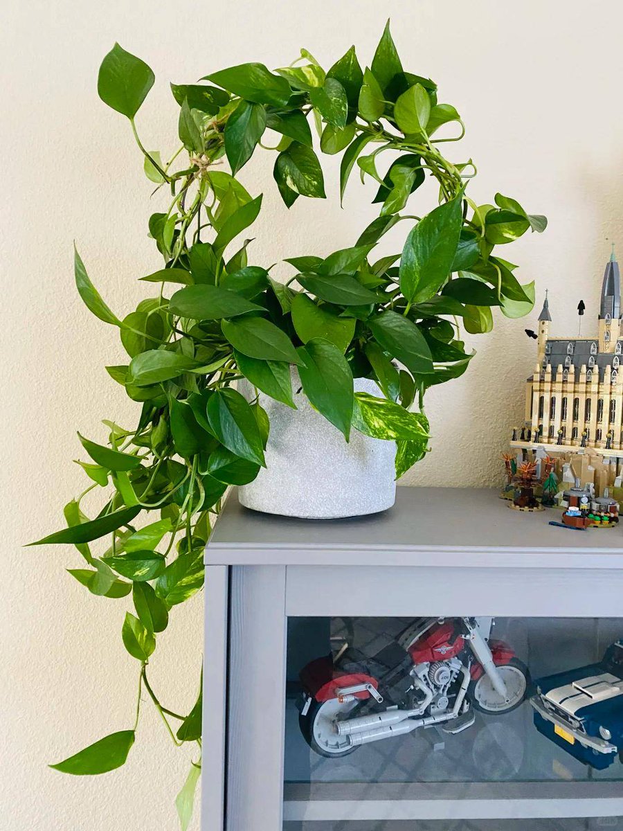 sašo fuchs tweet media