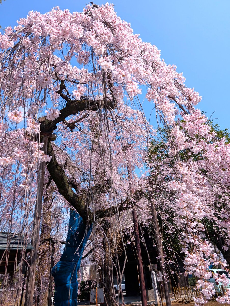 ﾄﾞﾗｲﾌﾞ400 tweet media