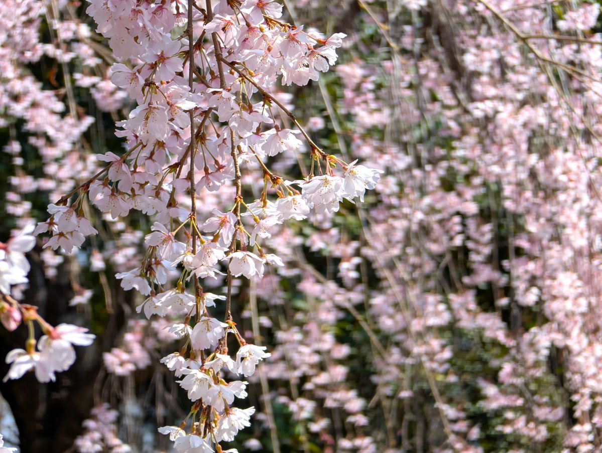 ﾄﾞﾗｲﾌﾞ400 tweet media