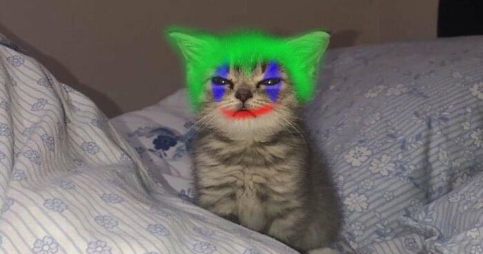 𝑊𝑖𝑙𝑑𝐹𝑙𝑜𝑤𝑒𝑟 𑁍ࠬܓ tweet media