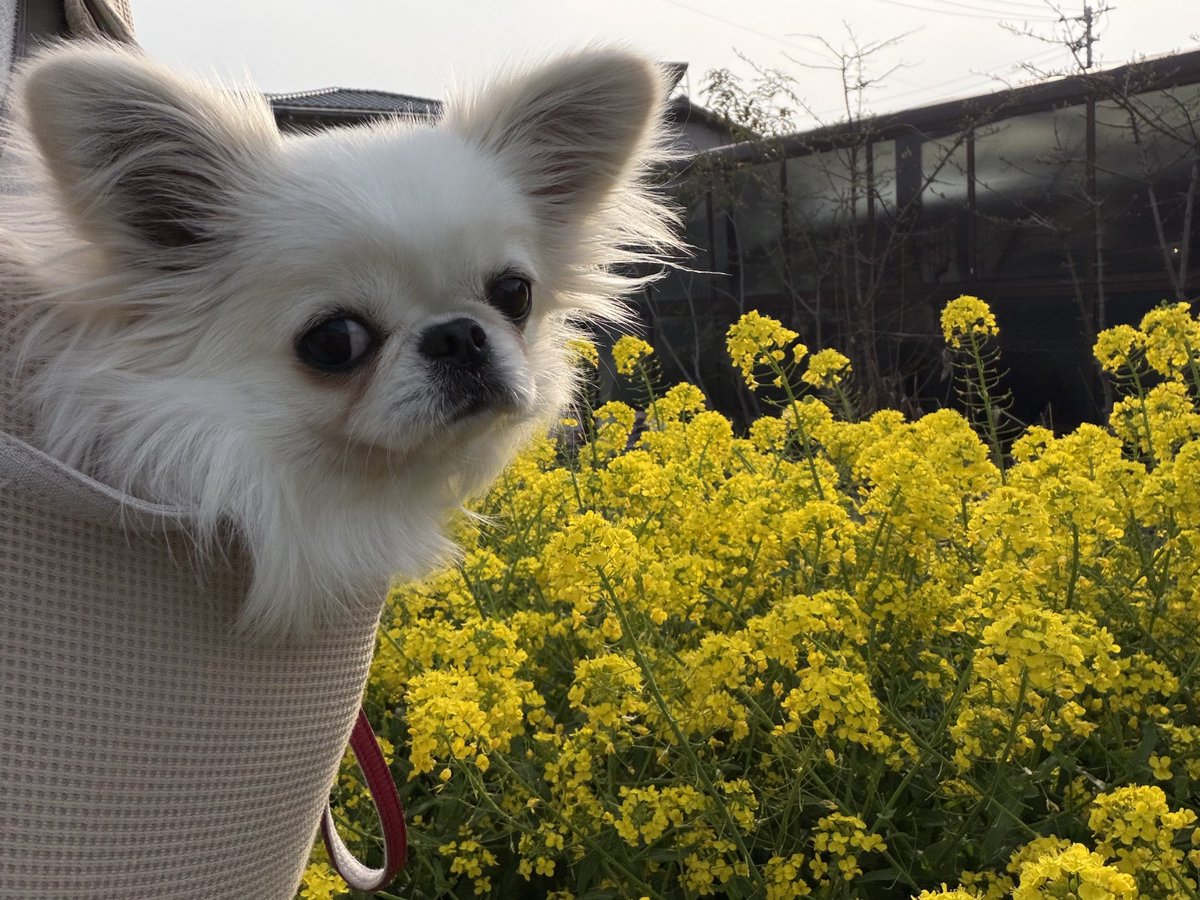 鼻ぺちゃこあちゃん tweet media