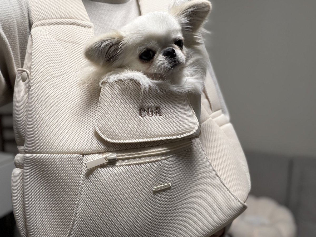 鼻ぺちゃこあちゃん tweet media