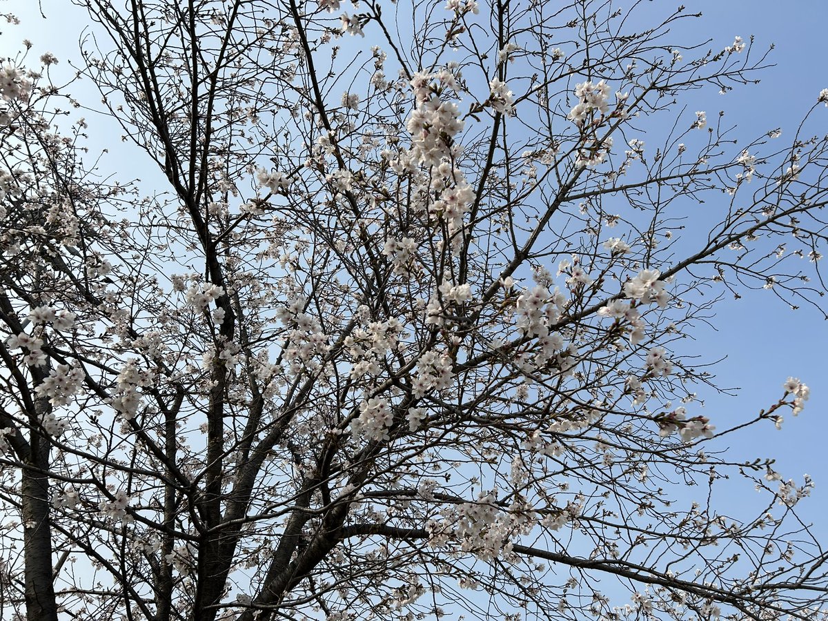 恐竜Vtuber　ヤガタ・ケイロ🦖🧢 tweet media