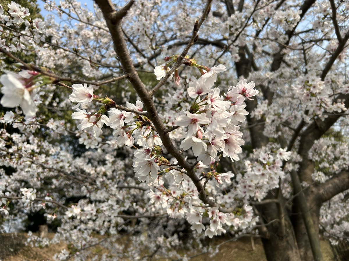 恐竜Vtuber　ヤガタ・ケイロ🦖🧢 tweet media