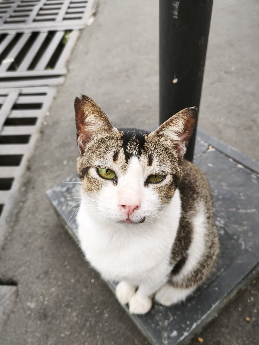 Mailani🐻 tweet media