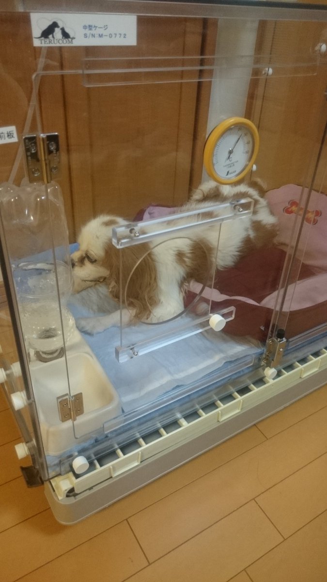 こなこ tweet media