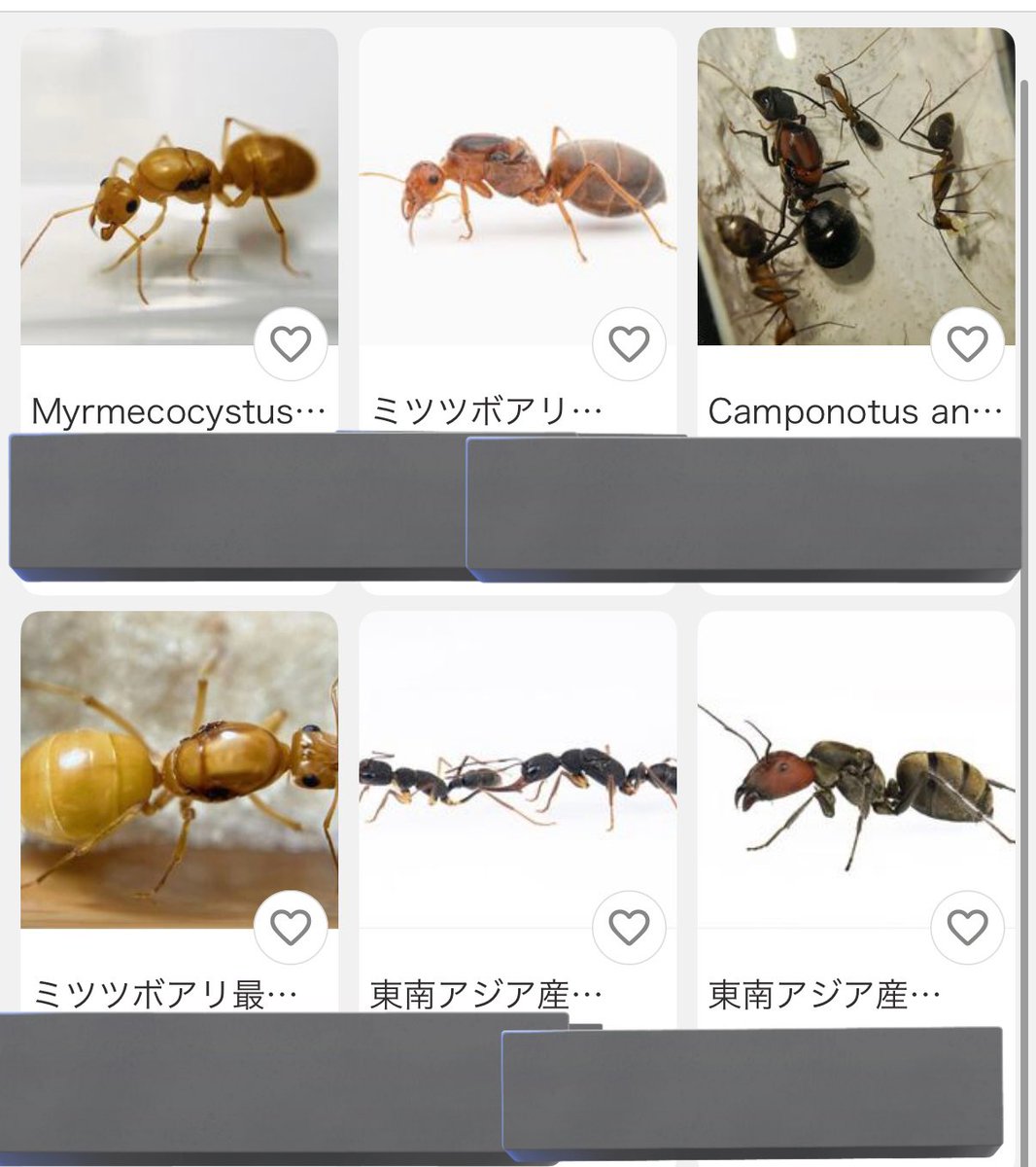 Ant Museum tweet media