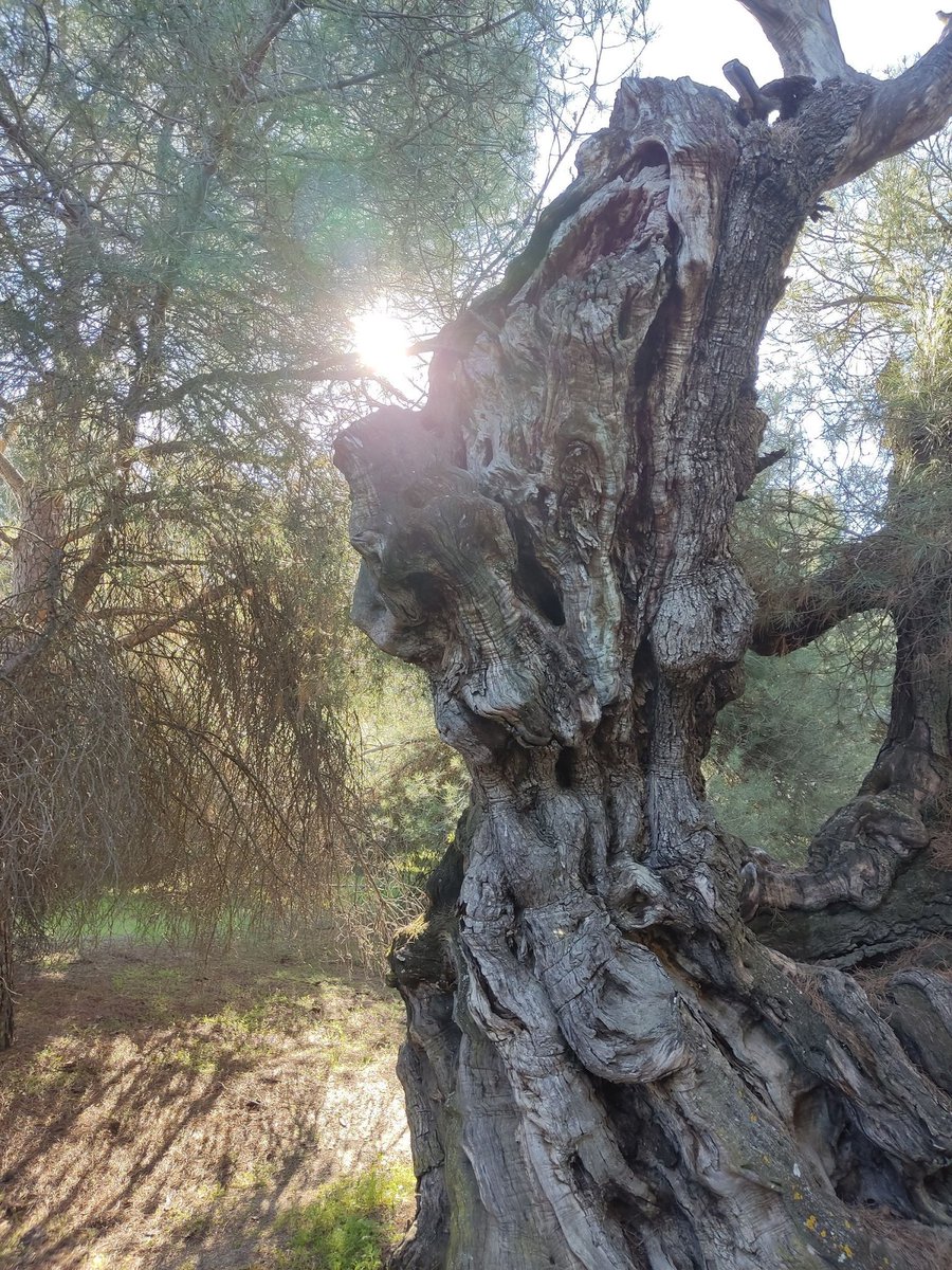 Ramon Blom 🇪🇸🌻🕉️ tweet media