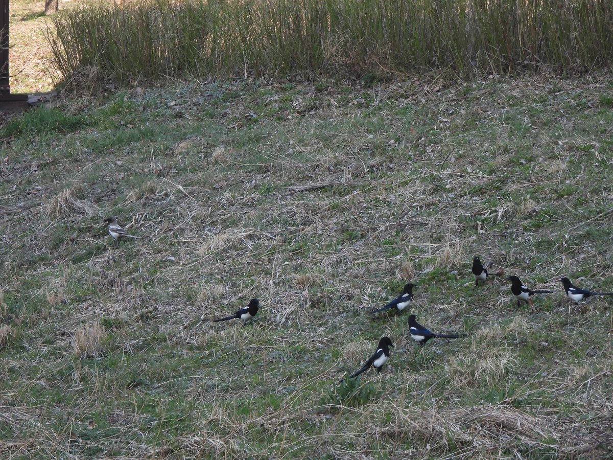 국립세종수목원 처돌이🕯 tweet media