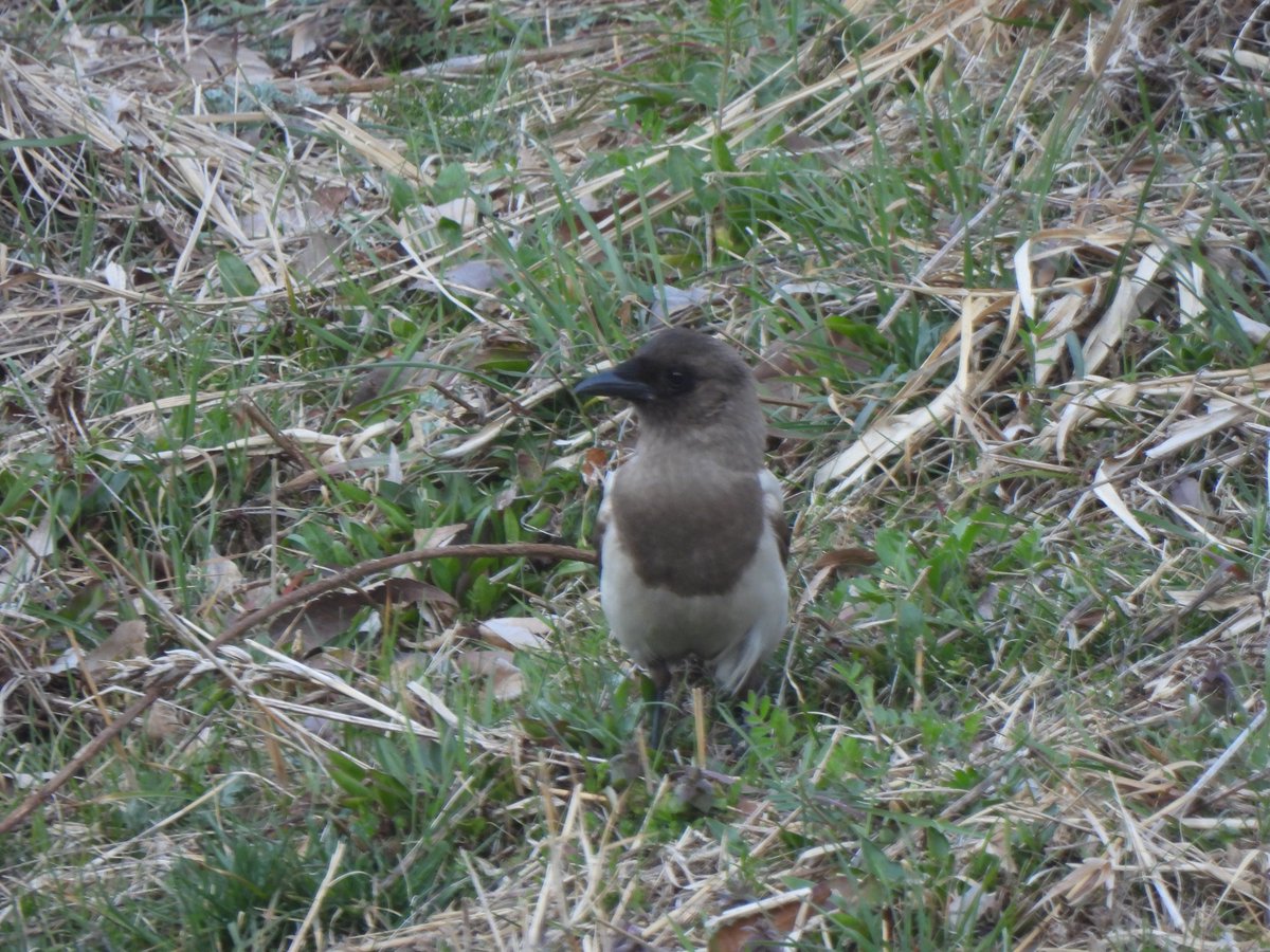 국립세종수목원 처돌이🕯 tweet media