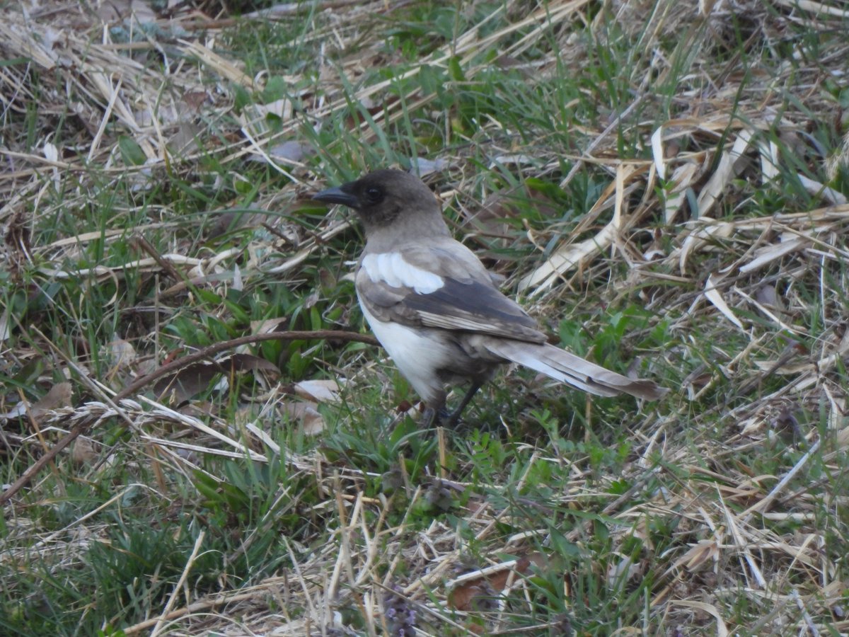 국립세종수목원 처돌이🕯 tweet media