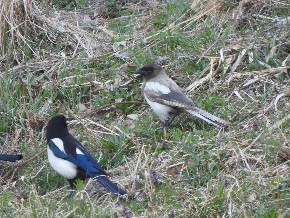 국립세종수목원 처돌이🕯 tweet media