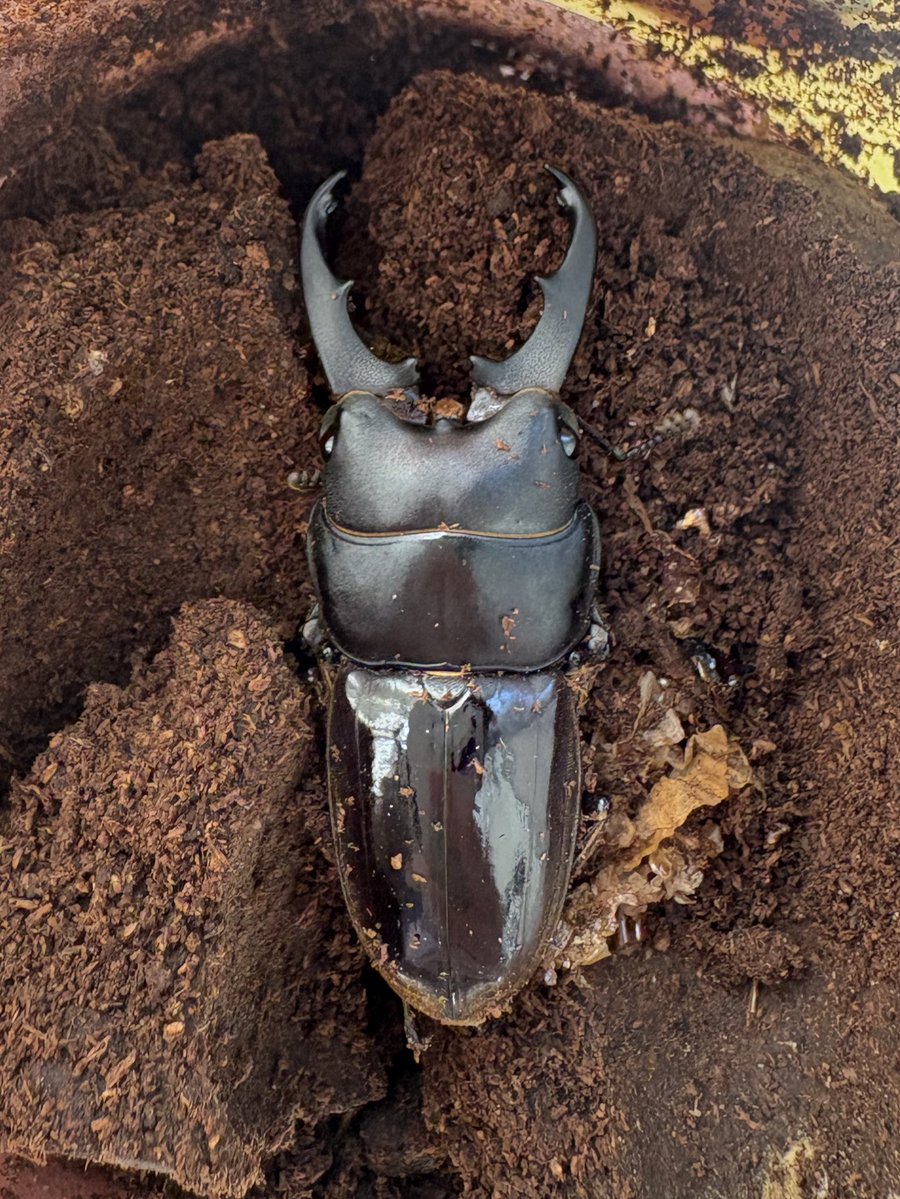 だいすけ tweet media