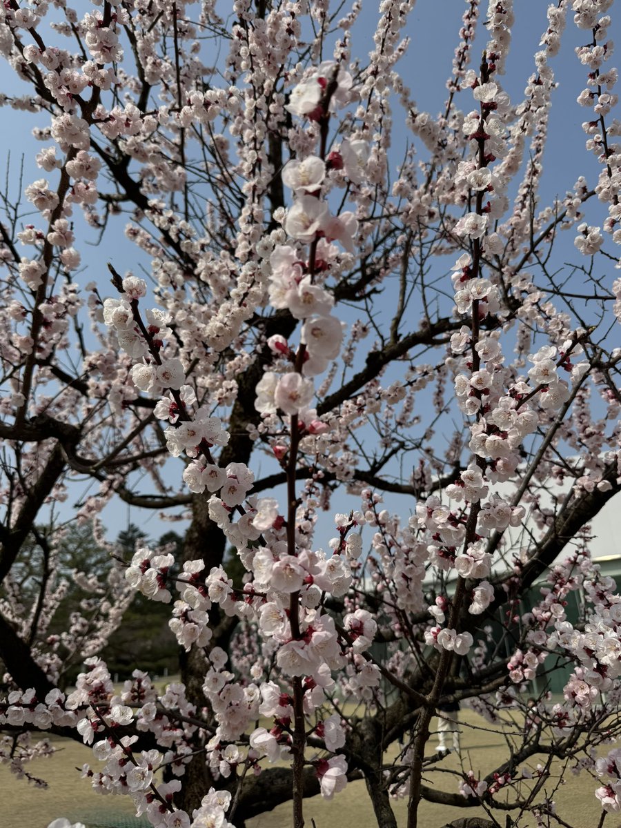 小野寺修二 tweet media