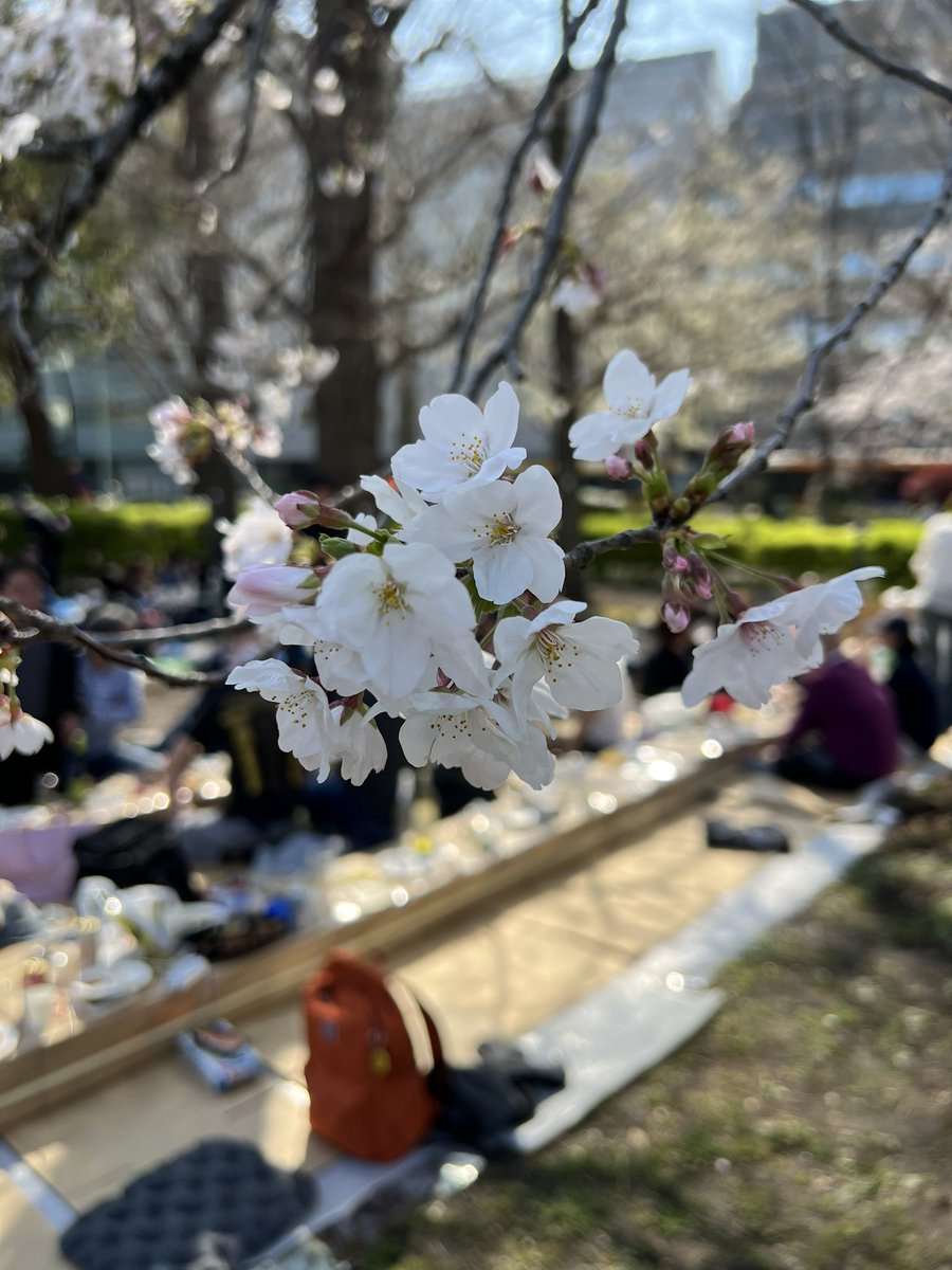 お花見
ほとんど花見てないけど、肴とお酒でベロベロです🍻