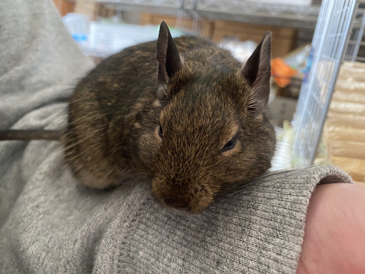 ネズミ tweet media